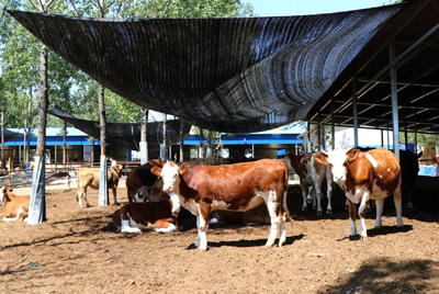 Livestock Shade Nett