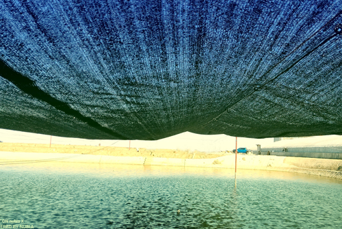 Marine Aquaculture S