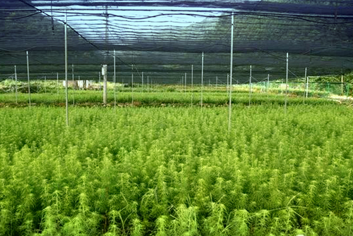 Shade net for seedli