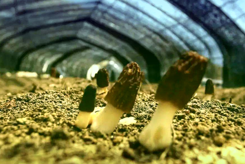 Mushroom Shade Netti