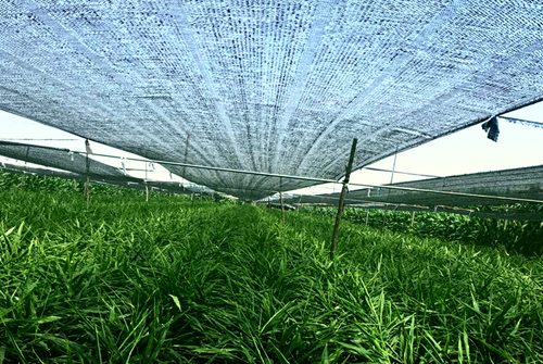 Ginger Shade Netting