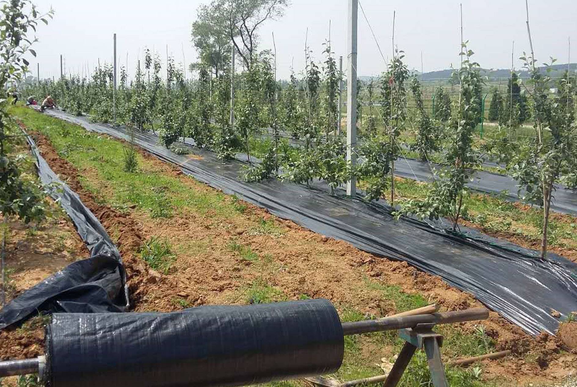Weed Control Fabric Application Cases