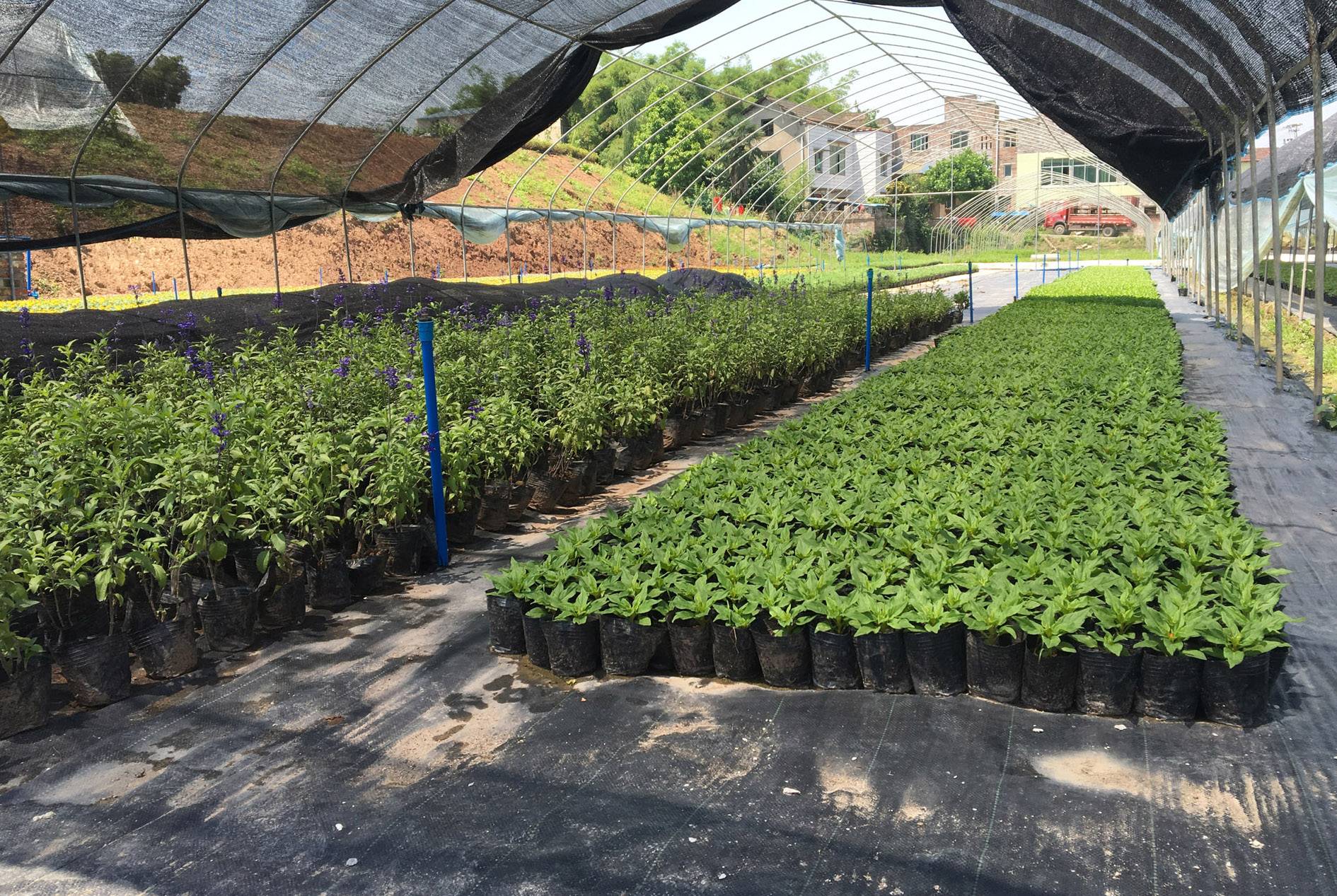 Weed Control Fabric Application Cases