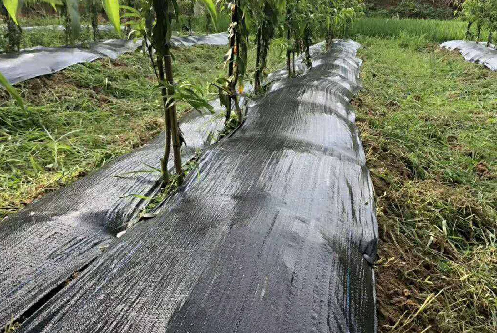Weed Control Fabric Application Cases