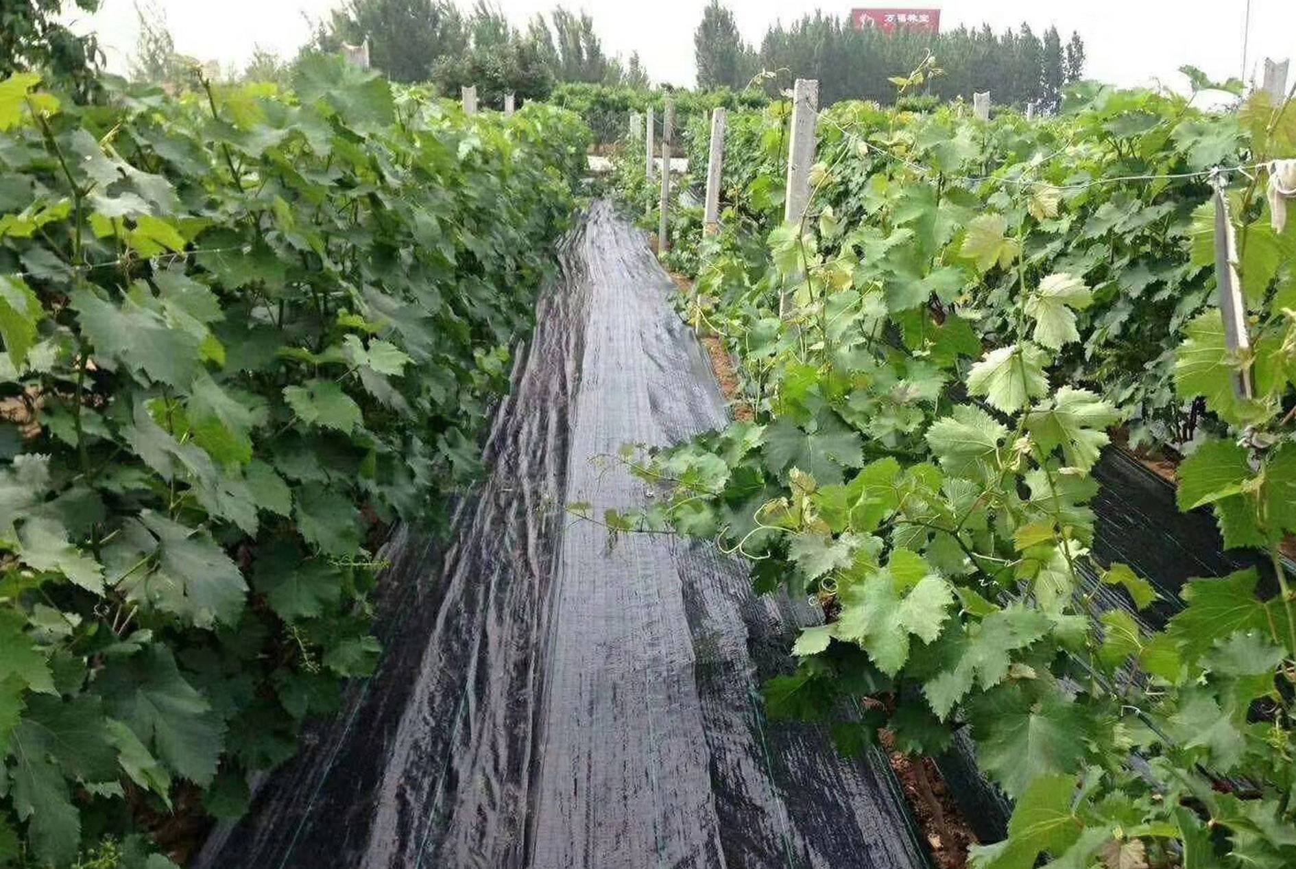 Weed Control Fabric Application Cases