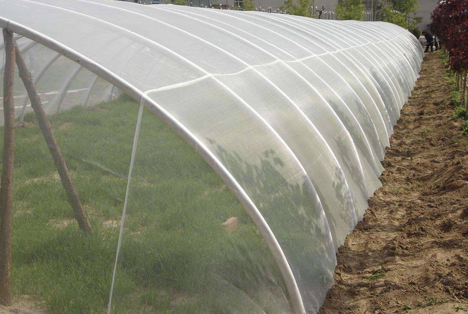 Insect-proof Net Application Cases