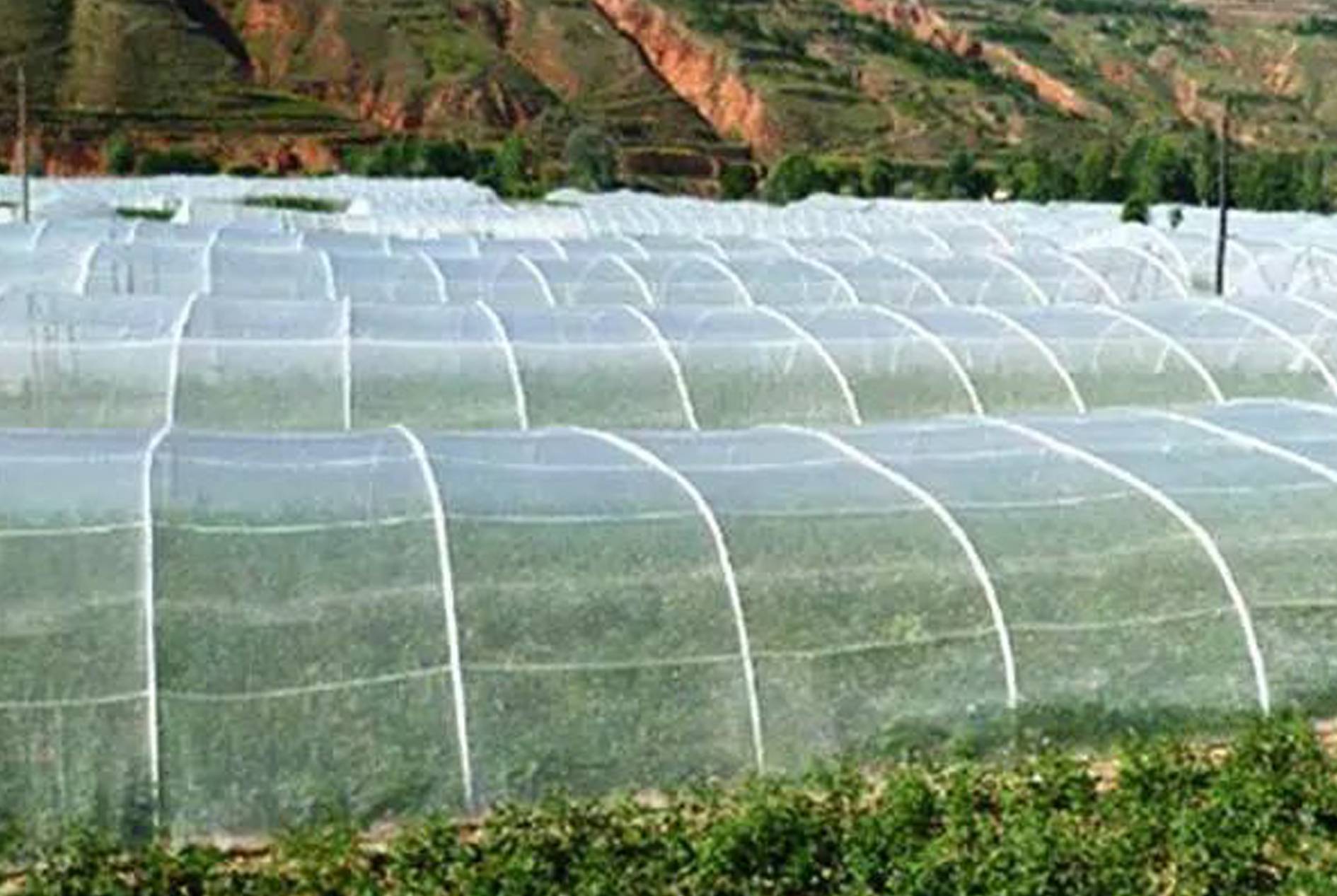 Insect-proof Net Application Cases