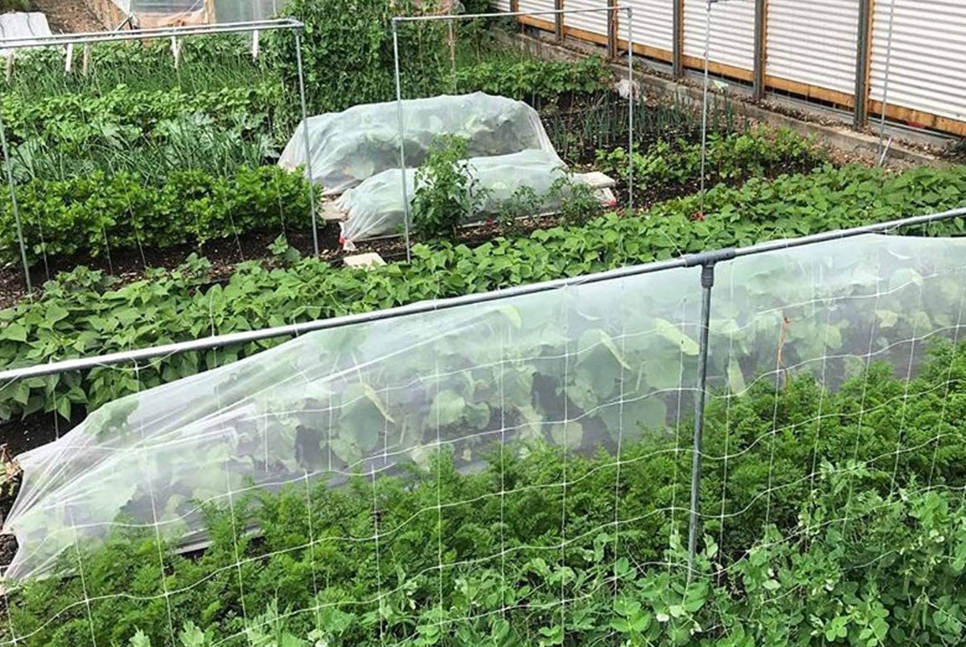 Insect-proof Net Application Cases