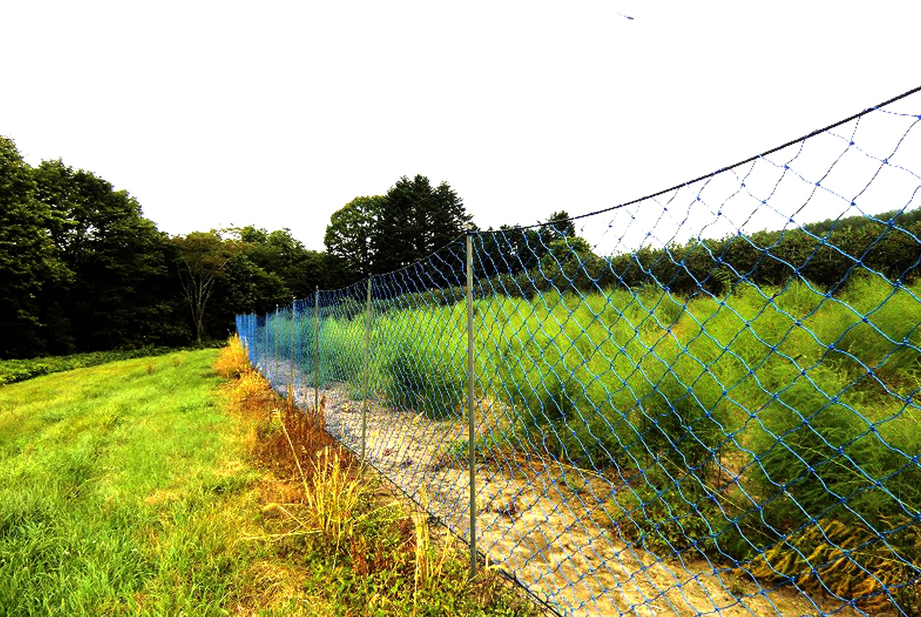 Application Cases of Bird Control Net for Fruit Trees and Vegetables