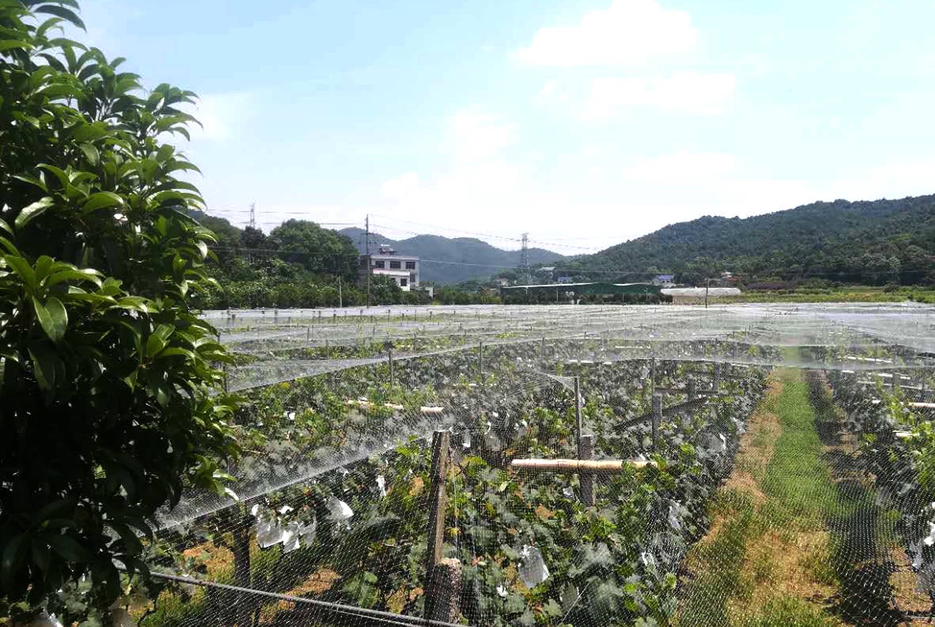 Application Cases of Bird Control Net for Fruit Trees and Vegetables
