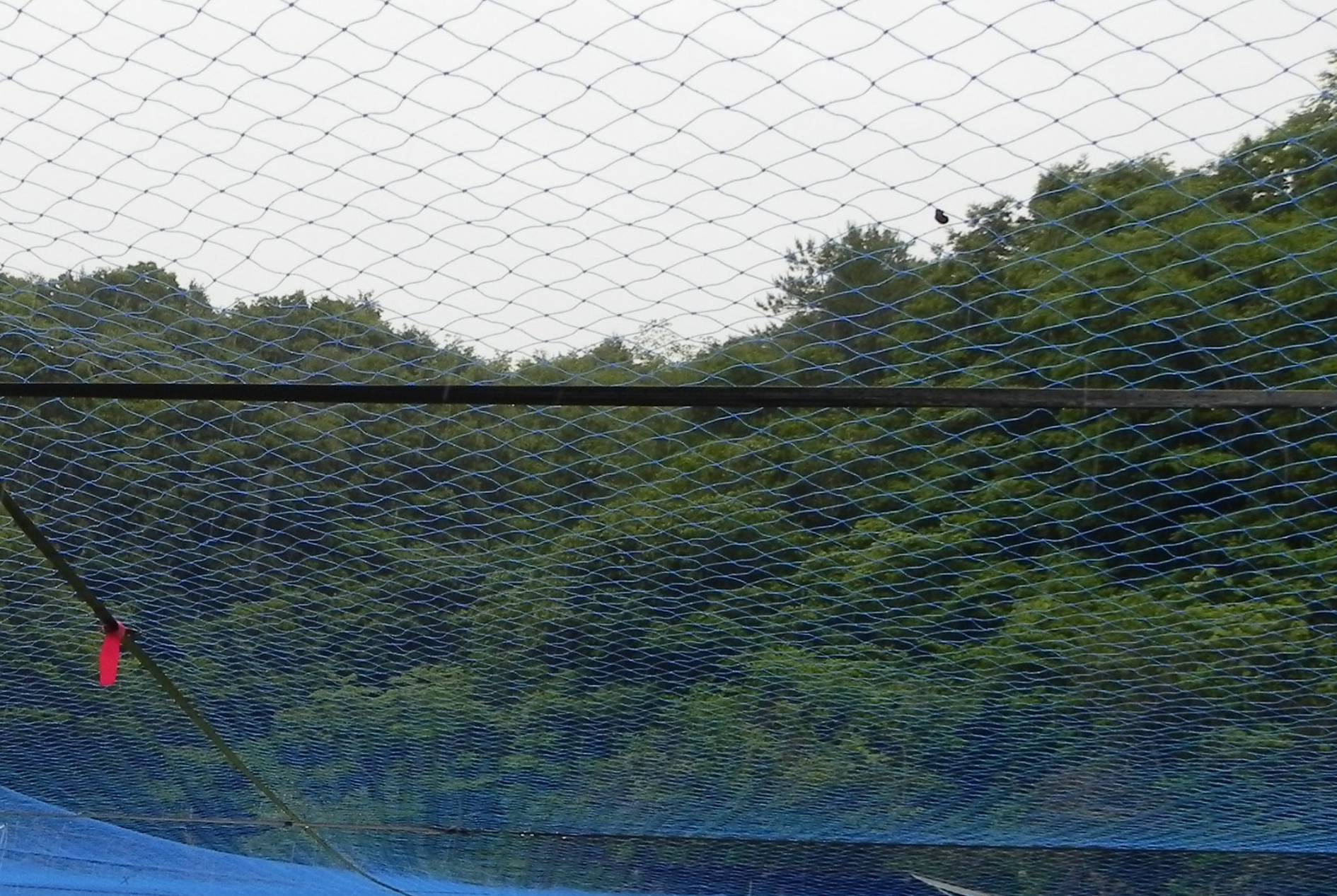 Application Cases of Bird Control Net for Fruit Trees and Vegetables