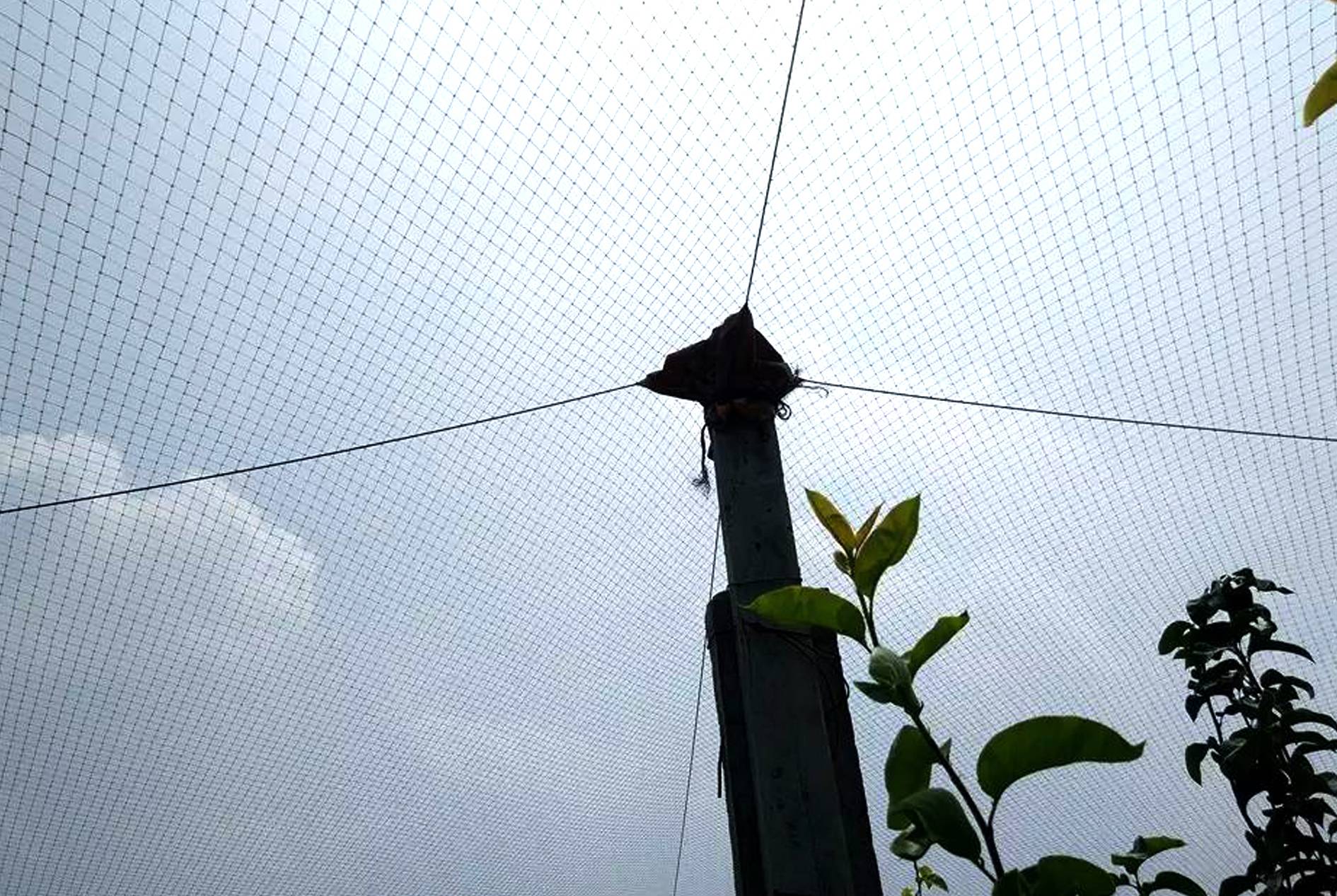 Application Cases of Bird Control Net for Fruit Trees and Vegetables
