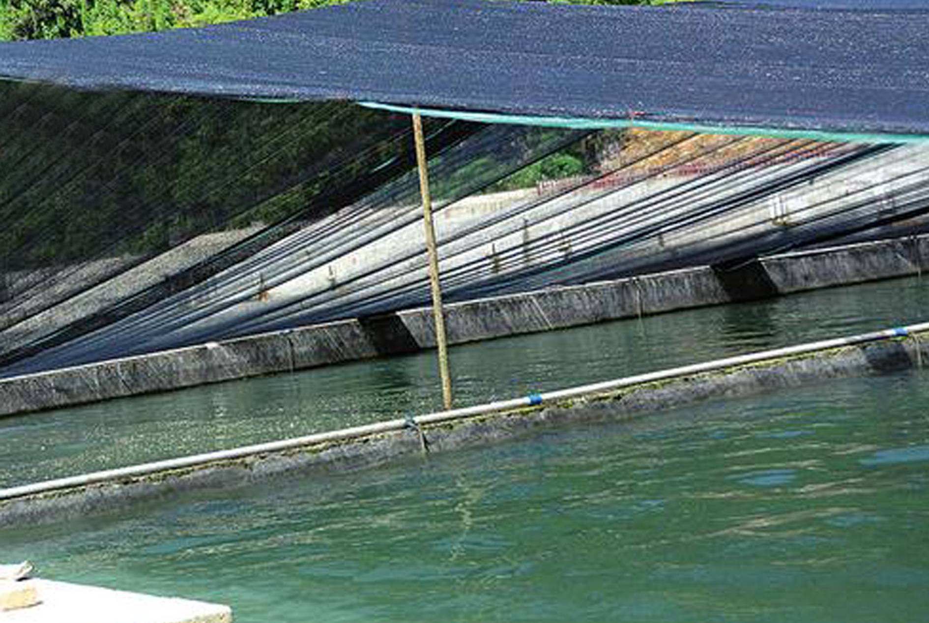 Livestock Breeding Shade Net