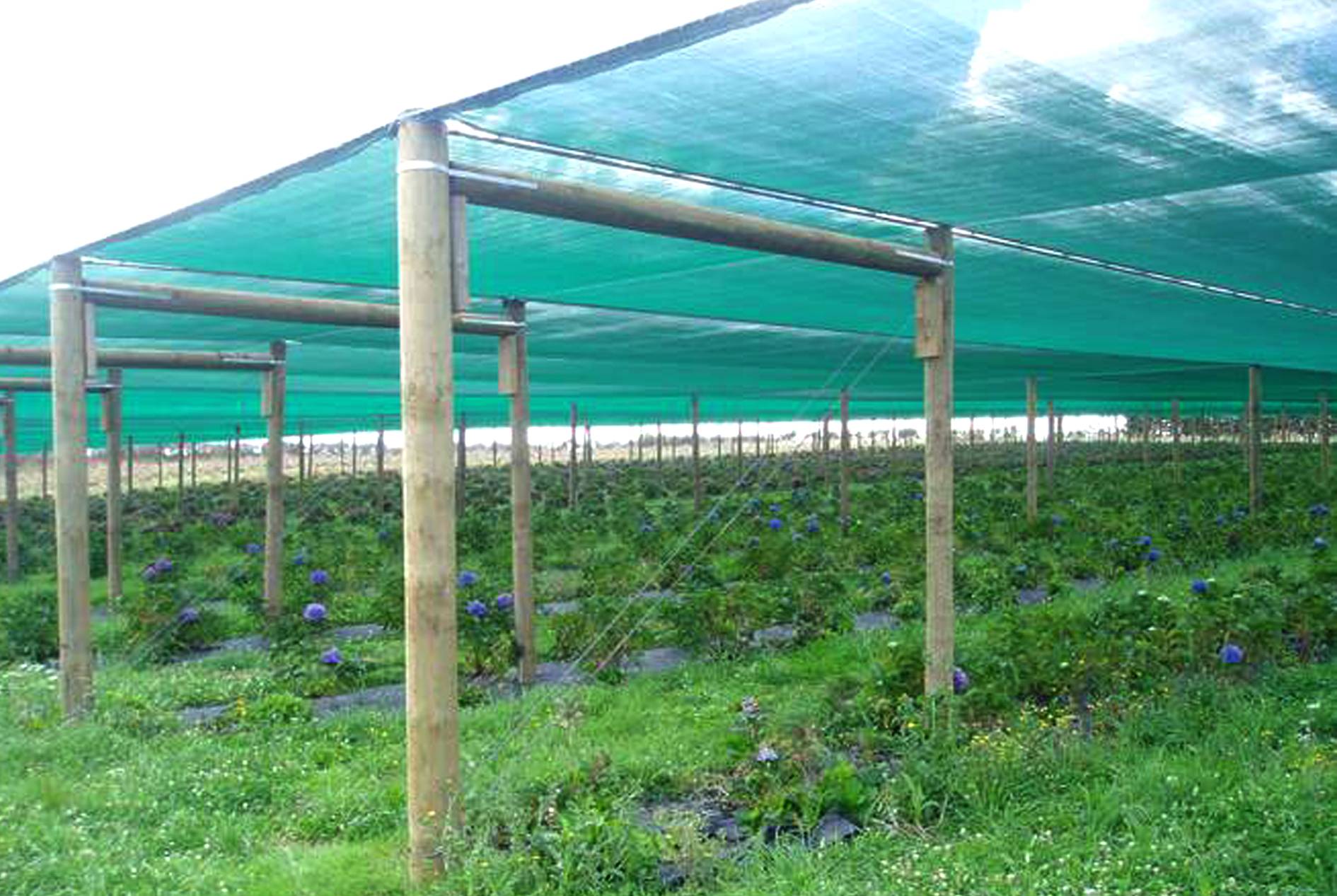 Seedling Shade Net for Nurseries