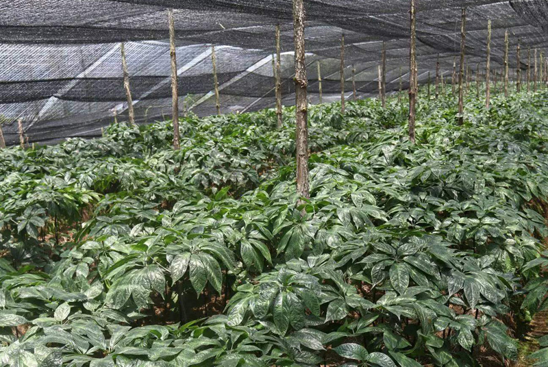 Herbal Shade Net