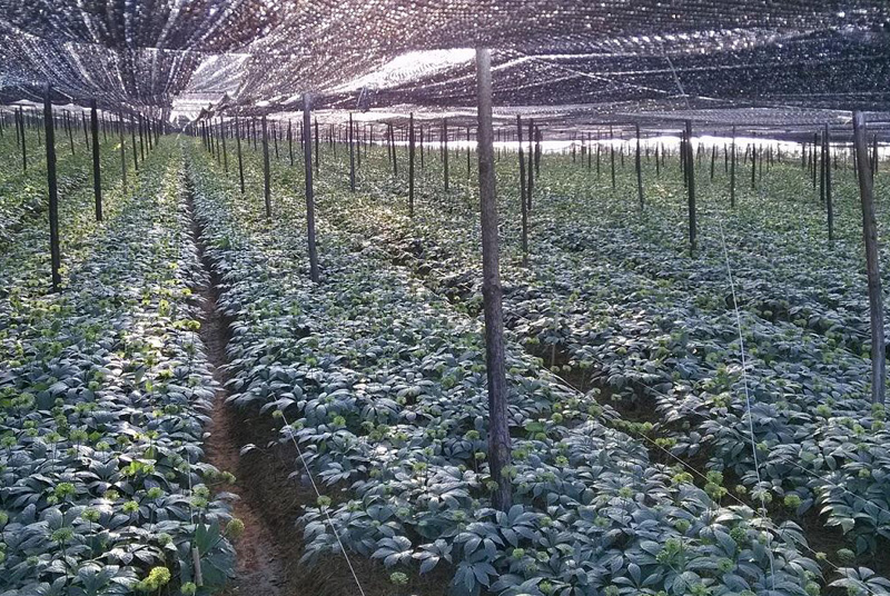 Herbal Shade Net