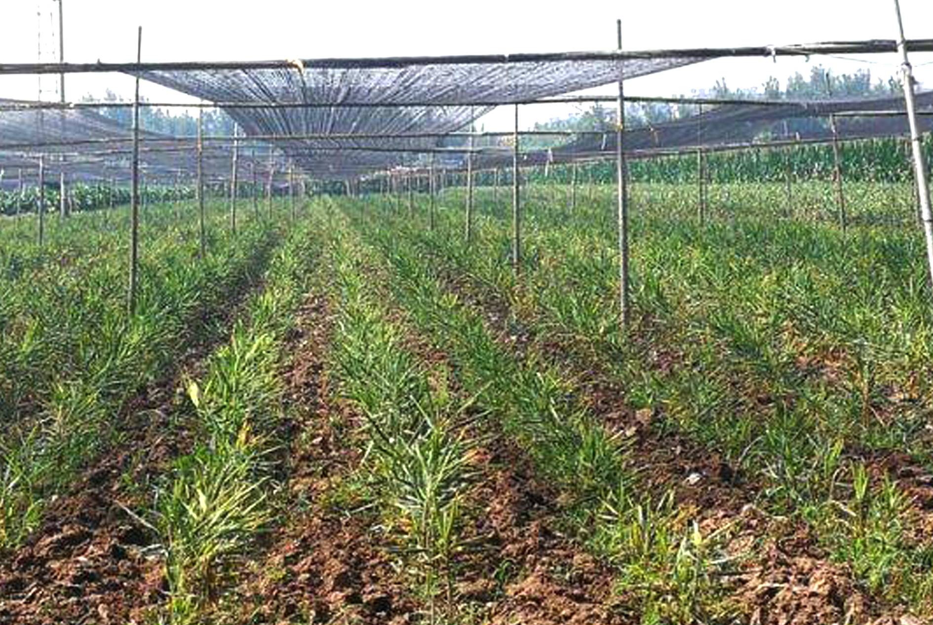 Ginger Shade Net