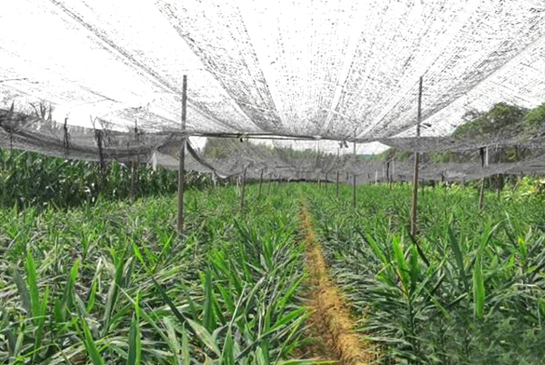Ginger Shade Net