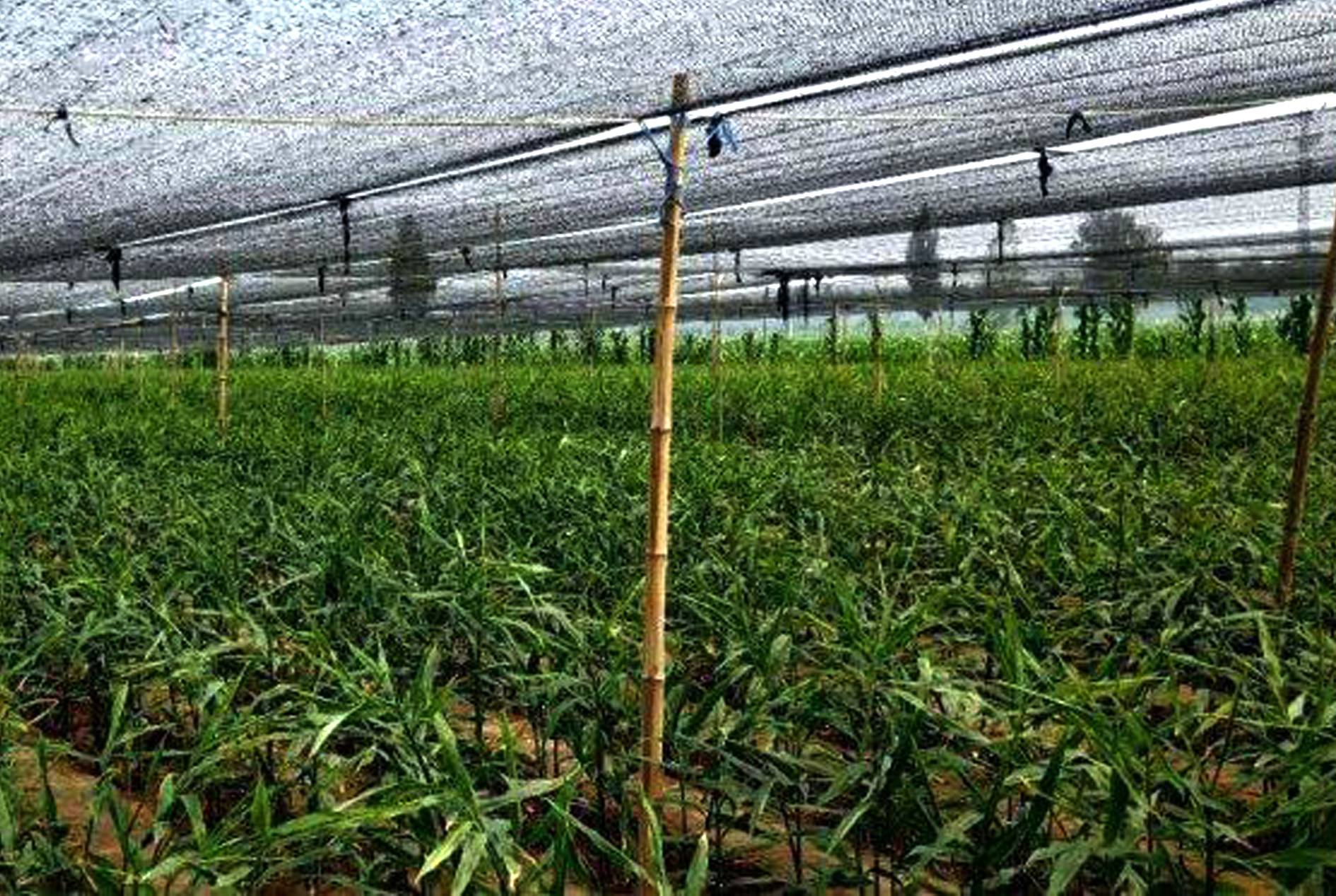 Ginger Shade Net