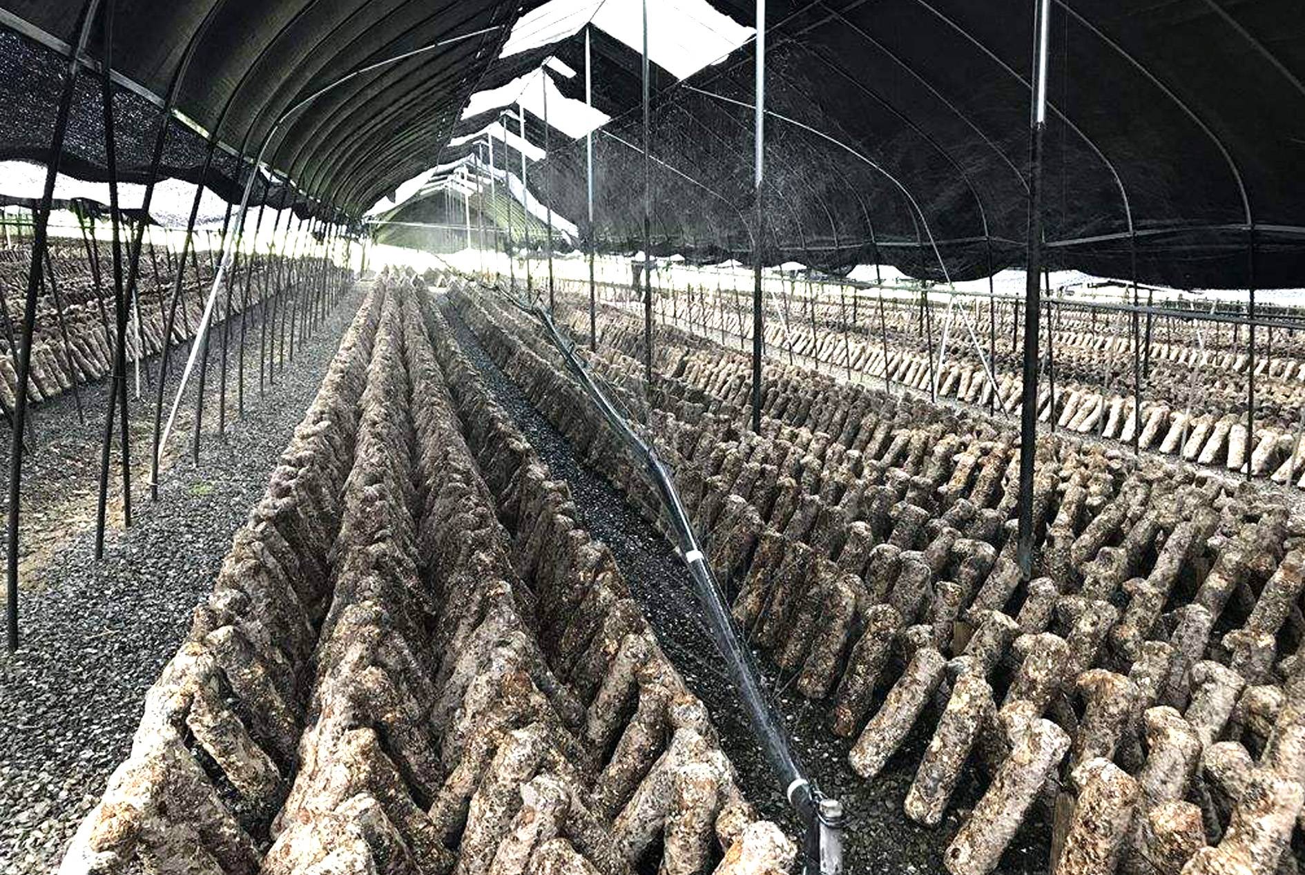 Mushroom Shade Net