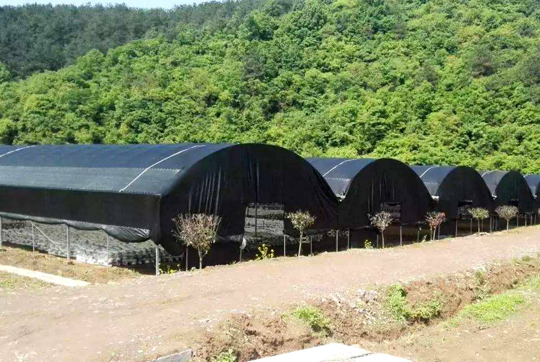 Mushroom Shade Net