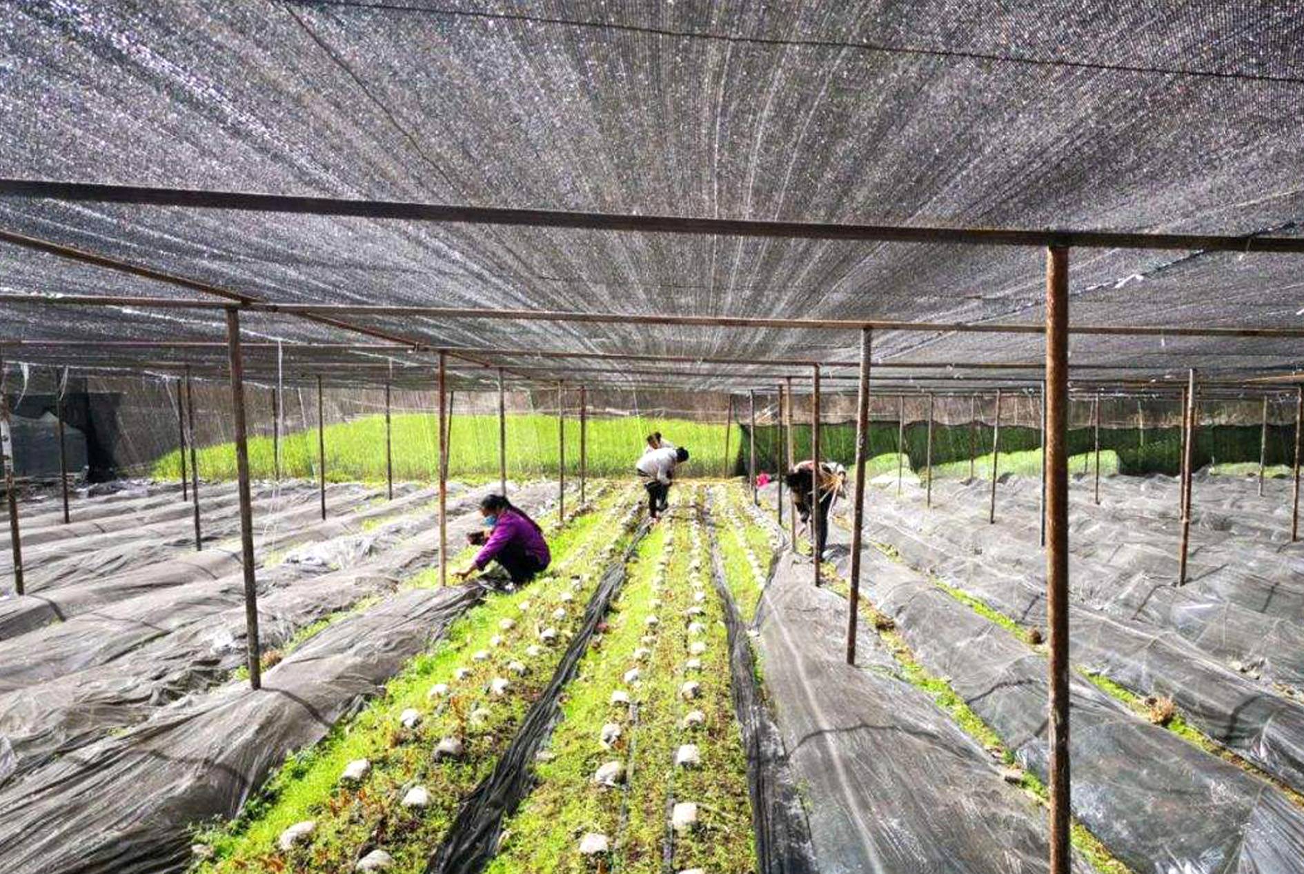 Mushroom Shade Net