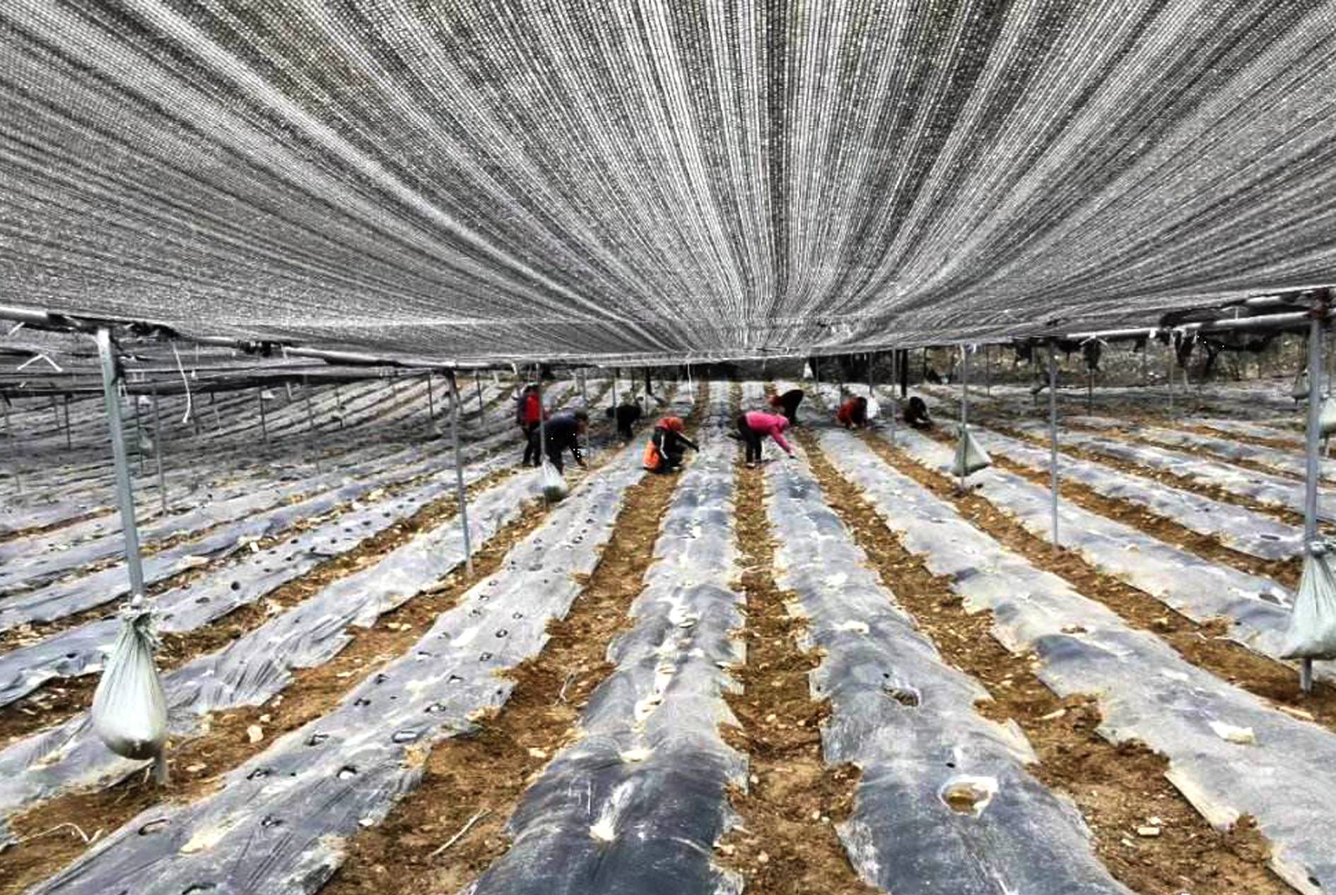 Mushroom Shade Net