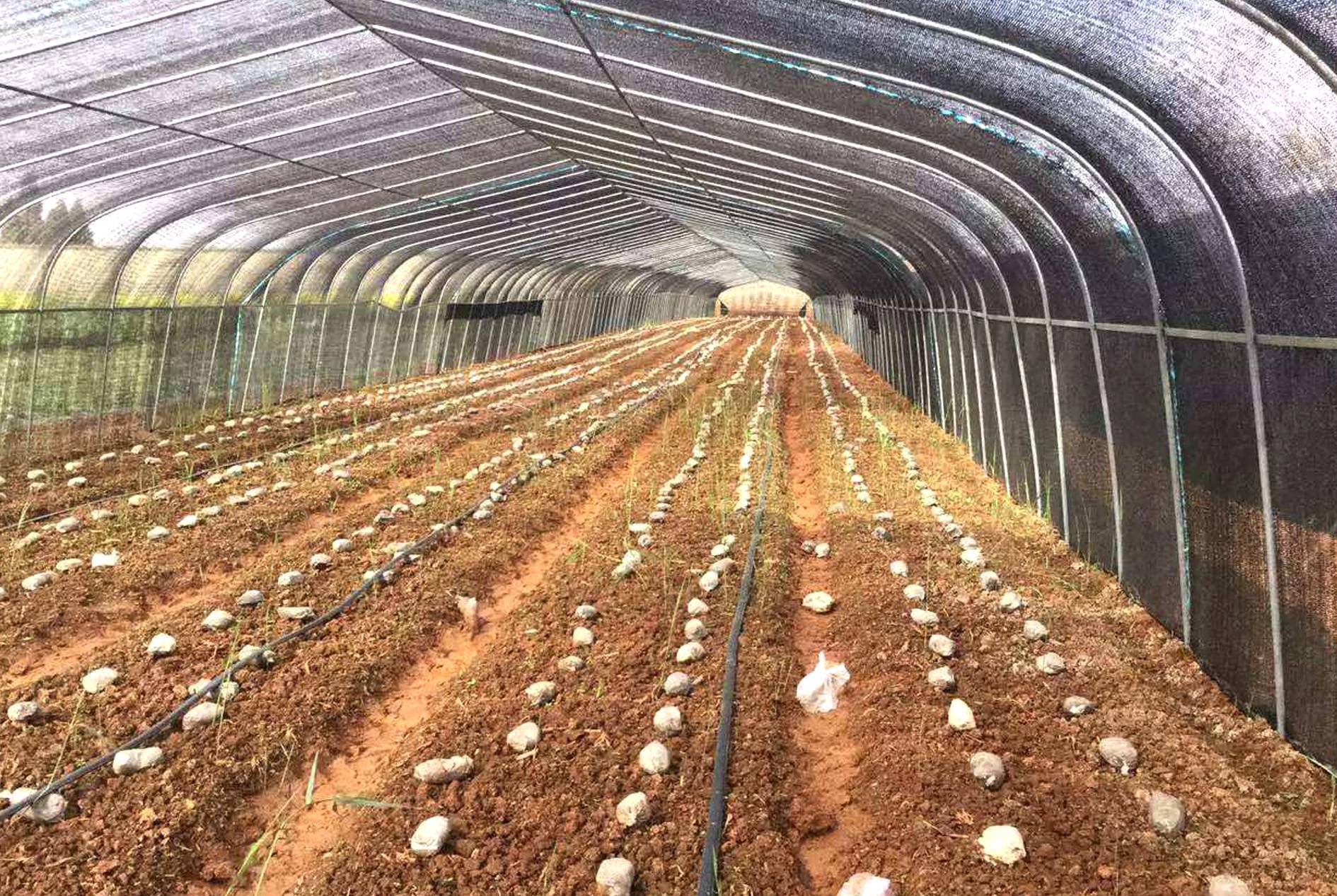Mushroom Shade Net